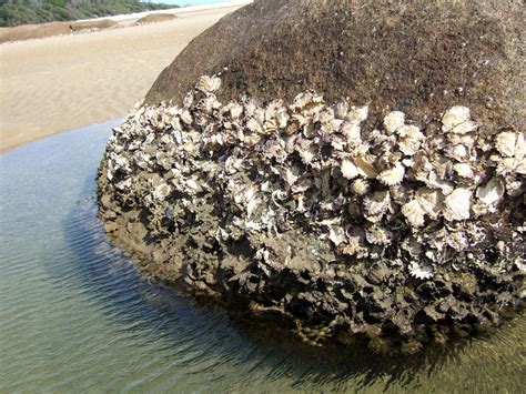 Oyster rock - Rock Oyster est donc comme son nom l’indique, une cuvée maritime, océanique emplie des notes salines et fumées. Composé d’un assemblage de malts issus …